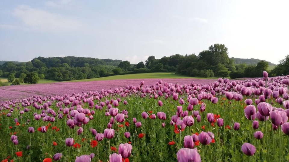 Mohnblumen 