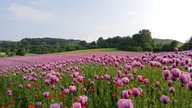 Mohnblumen 