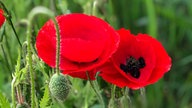Mohnblumen 