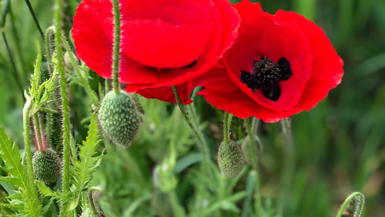 Mohnblumen 