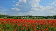 Mohnblumen 