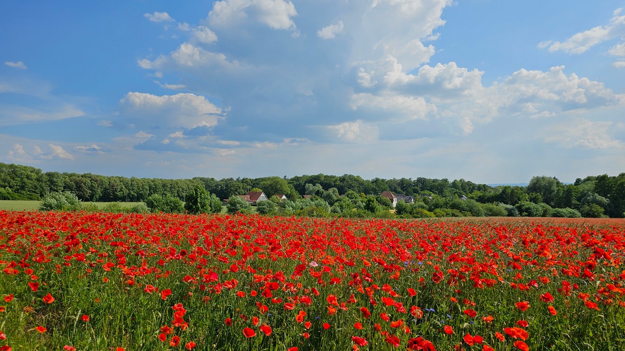 Mohnblumen 