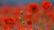 Mohnblumen 