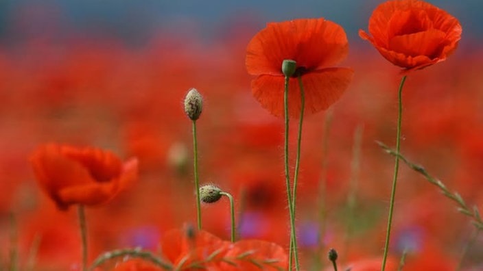 Mohnblumen 