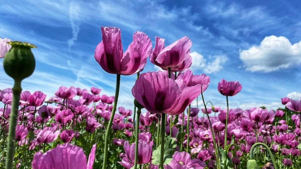 Mohnblumen 