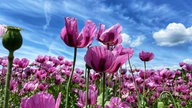 Mohnblumen 