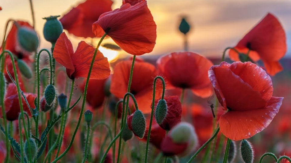 Mohnblumen 
