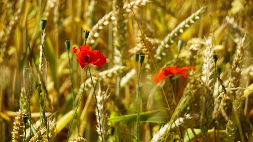 Mohnblumen 
