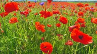 Mohnblumen 