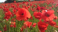 Mohnblumen 