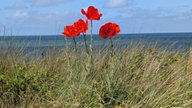 Mohnblumen 