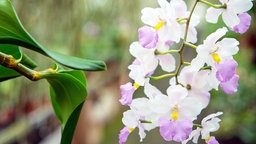 Eine Orchidee im Gewächshaus