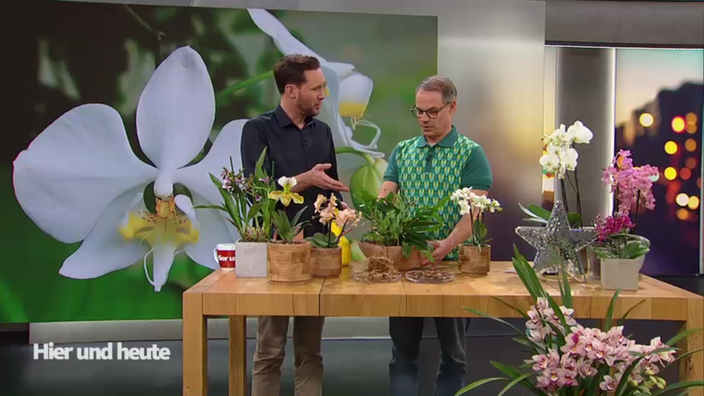 Orchideen-Trends 2026