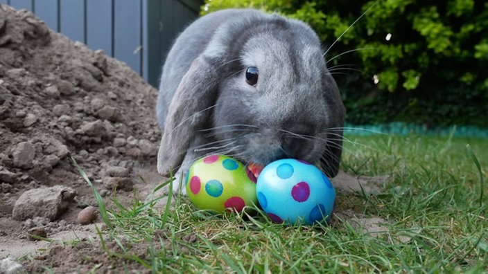 Schönsten Osterhasen-Fotos