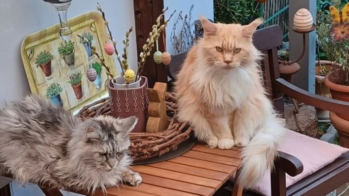 Schönsten Osterhasen-Fotos