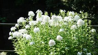 Phlox