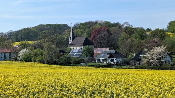 Rapsbilder 