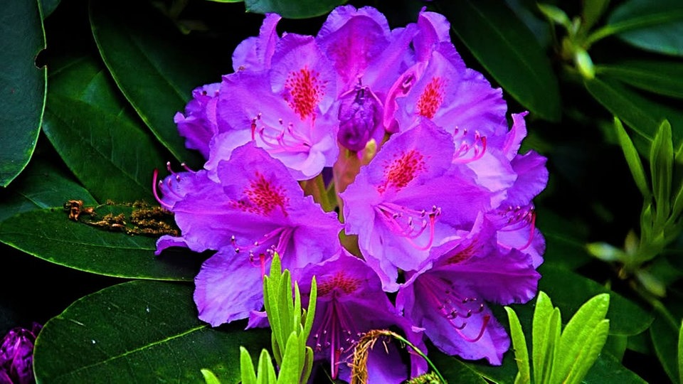 Rhododendren