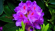 Rhododendren