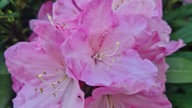 Rhododendren