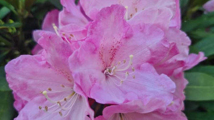 Rhododendren