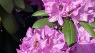 Rhododendren