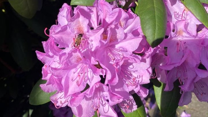 Rhododendren