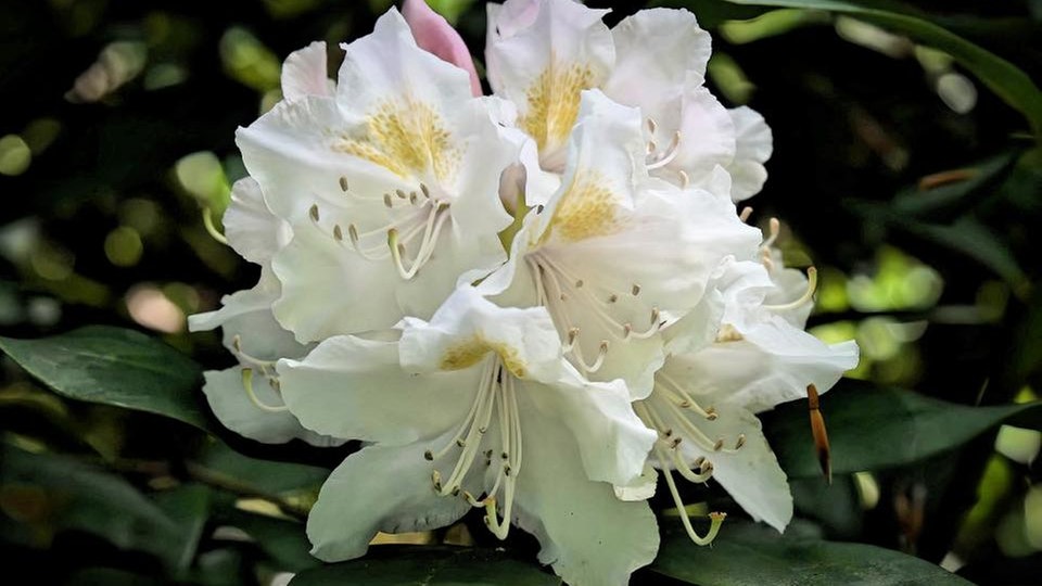 Rhododendren