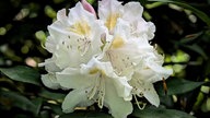 Rhododendren