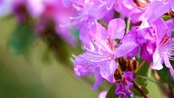Rhododendren