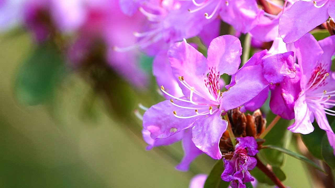 Rhododendren