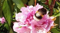 Rhododendren