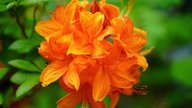 Rhododendren 