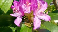 Rhododendren