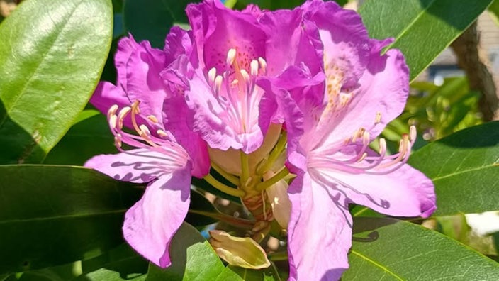 Rhododendren