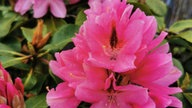 Rhododedren 