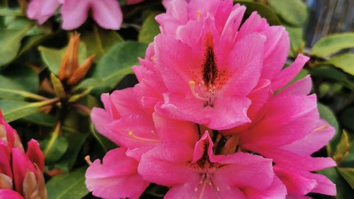 Rhododedren 