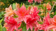 Rhododendren