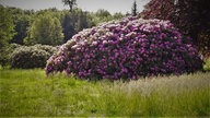 Rhododenren