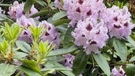 Rhododendren