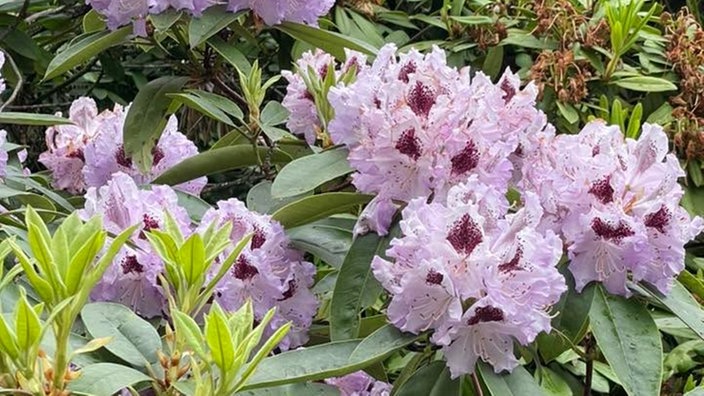 Rhododendren