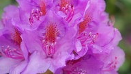 Rhododendren