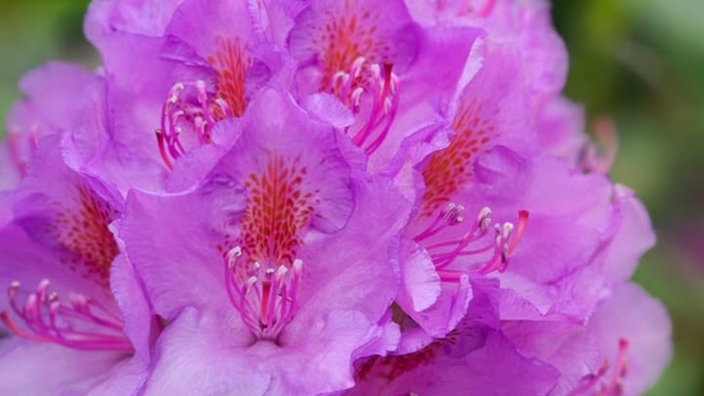 Rhododendren