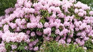 Rhododendren