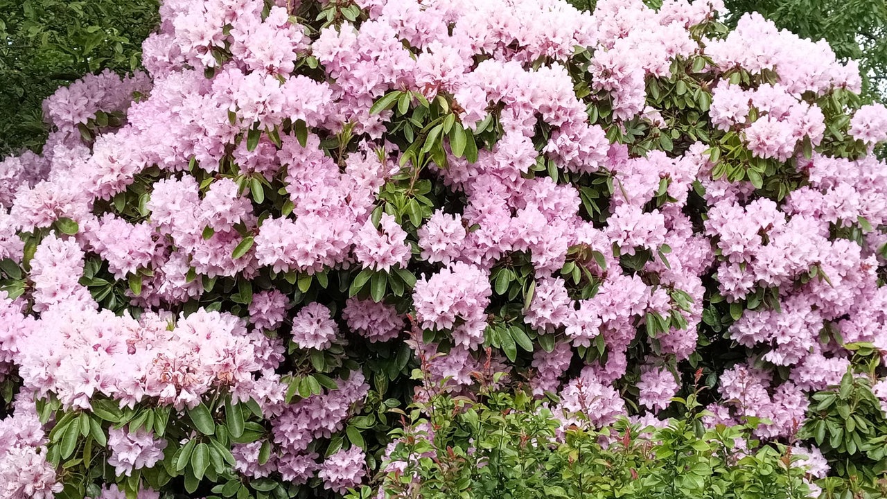 Rhododendren