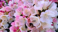 Rhododendren