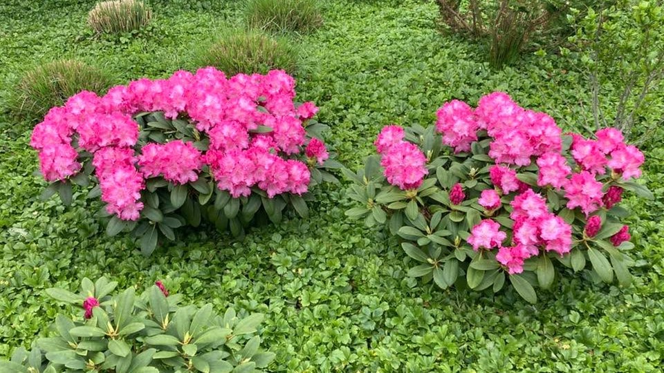 Rhododendren 