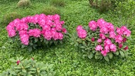 Rhododendren 