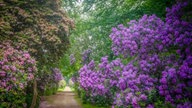 Rhododendren