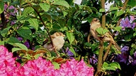 Rhododendren